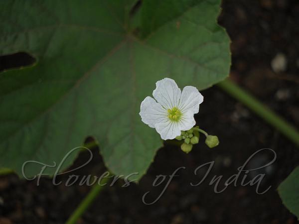 Bitter Sponge Gourd